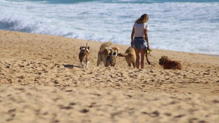 海辺を散歩する女性と犬たち